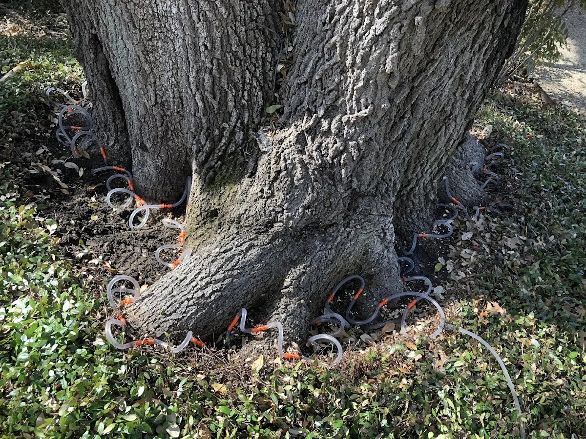 Detailed Tree Cabling and Bracing job site in Westwood