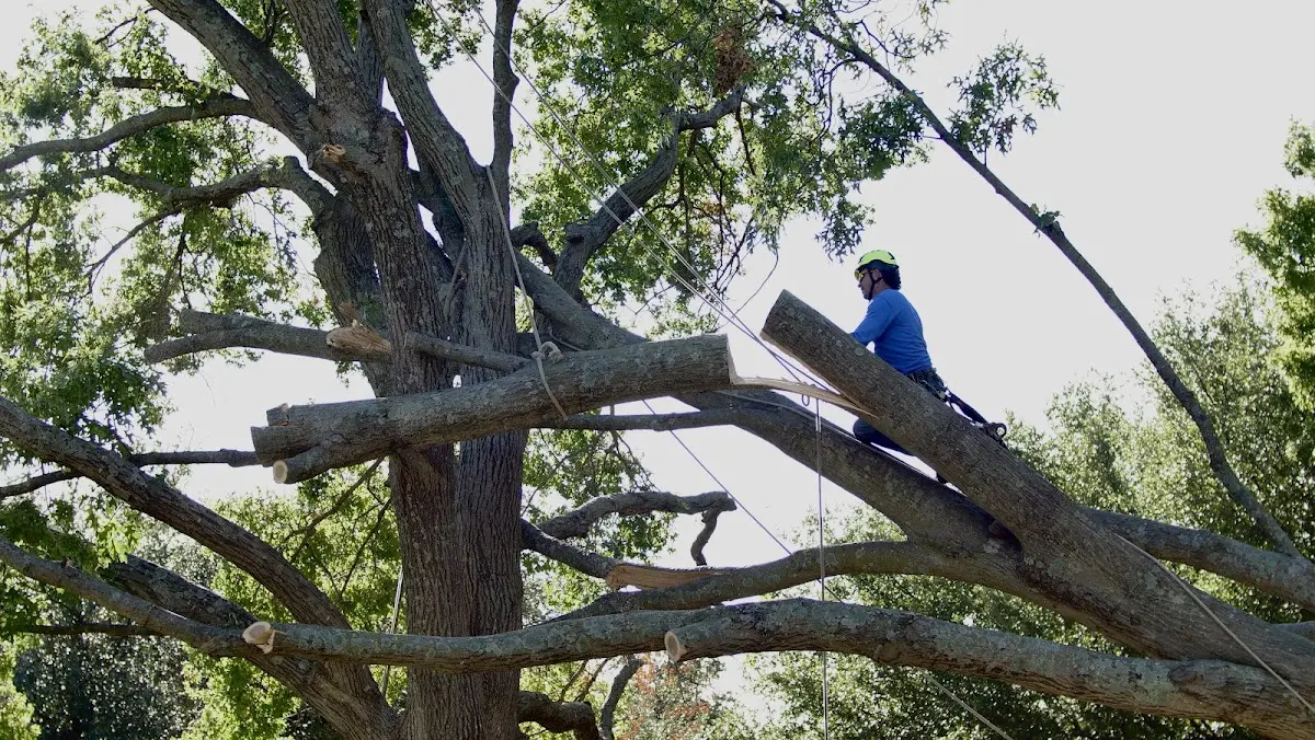 Professional Hazardous Tree Removal performed by certified arborists in Westwood