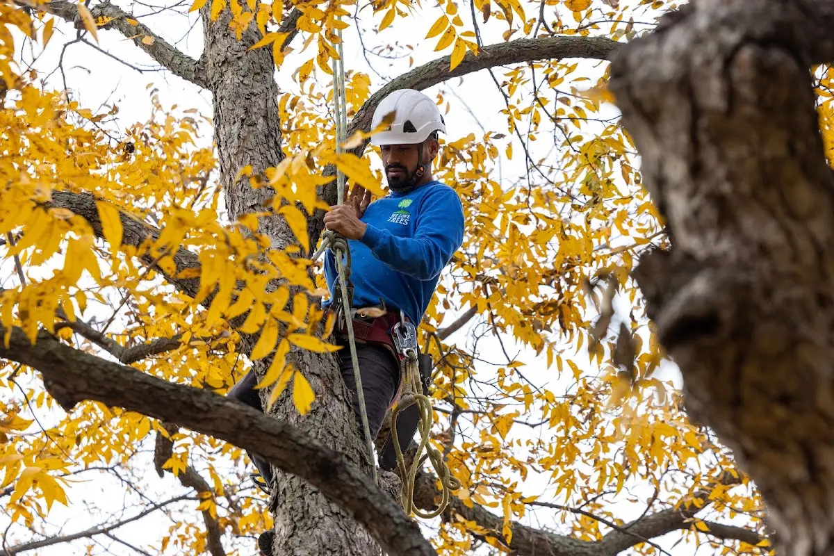 Skilled Tree Planting crew working in Westwood