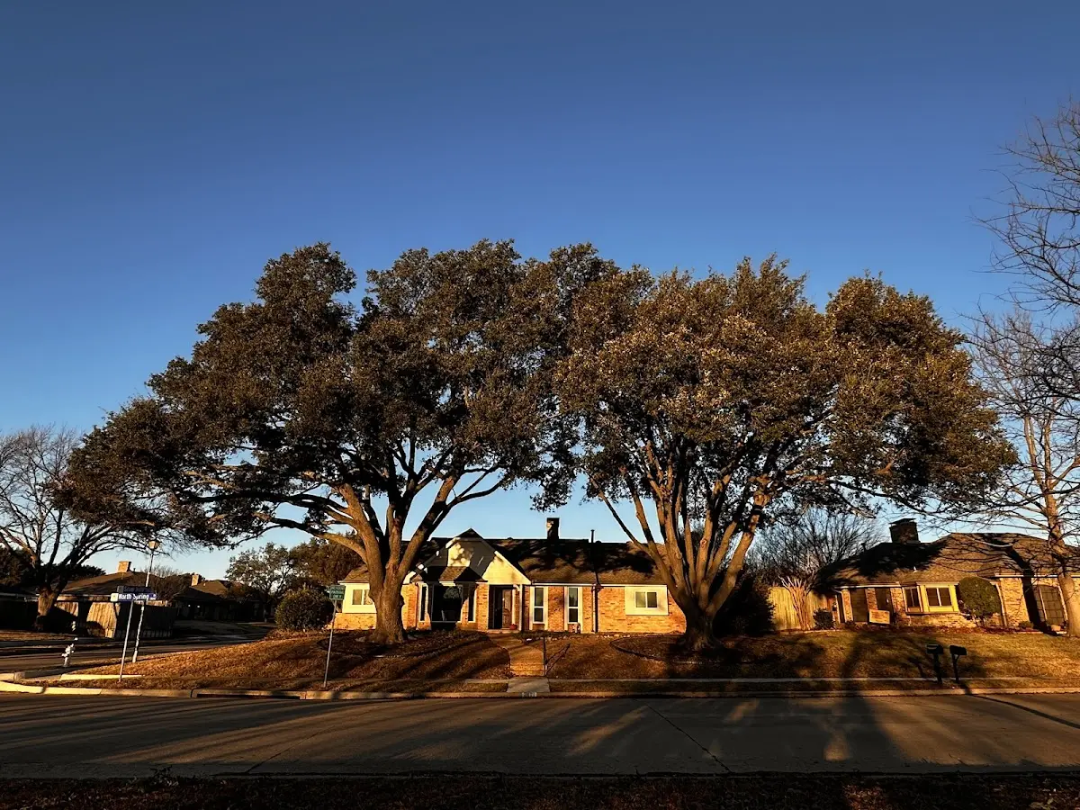 Established residential canopy tree shading a home in Westwood